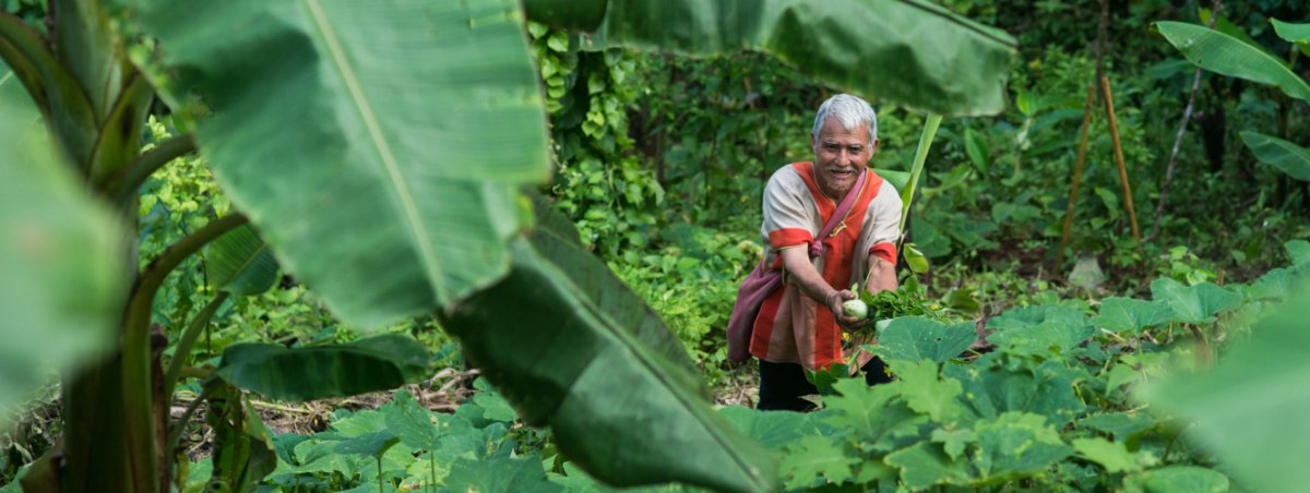 Farmer harvesting crops on a plantation
